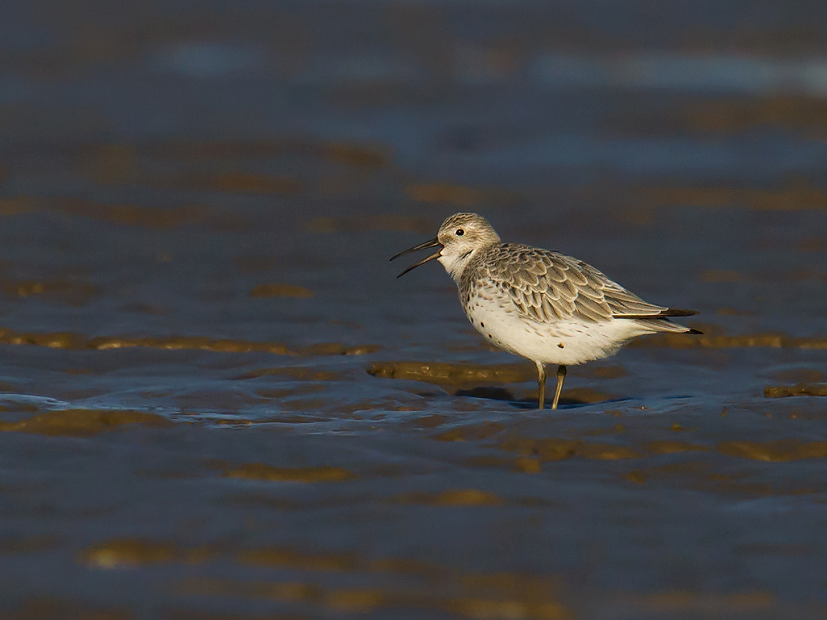 Great Knot