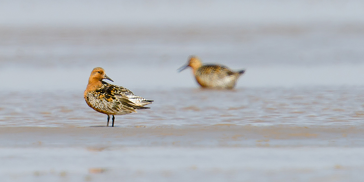 Red Knot