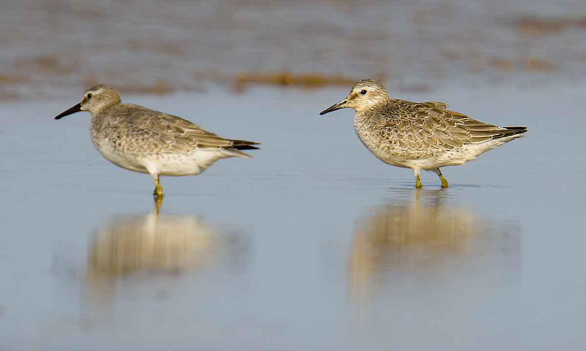 Red Knot