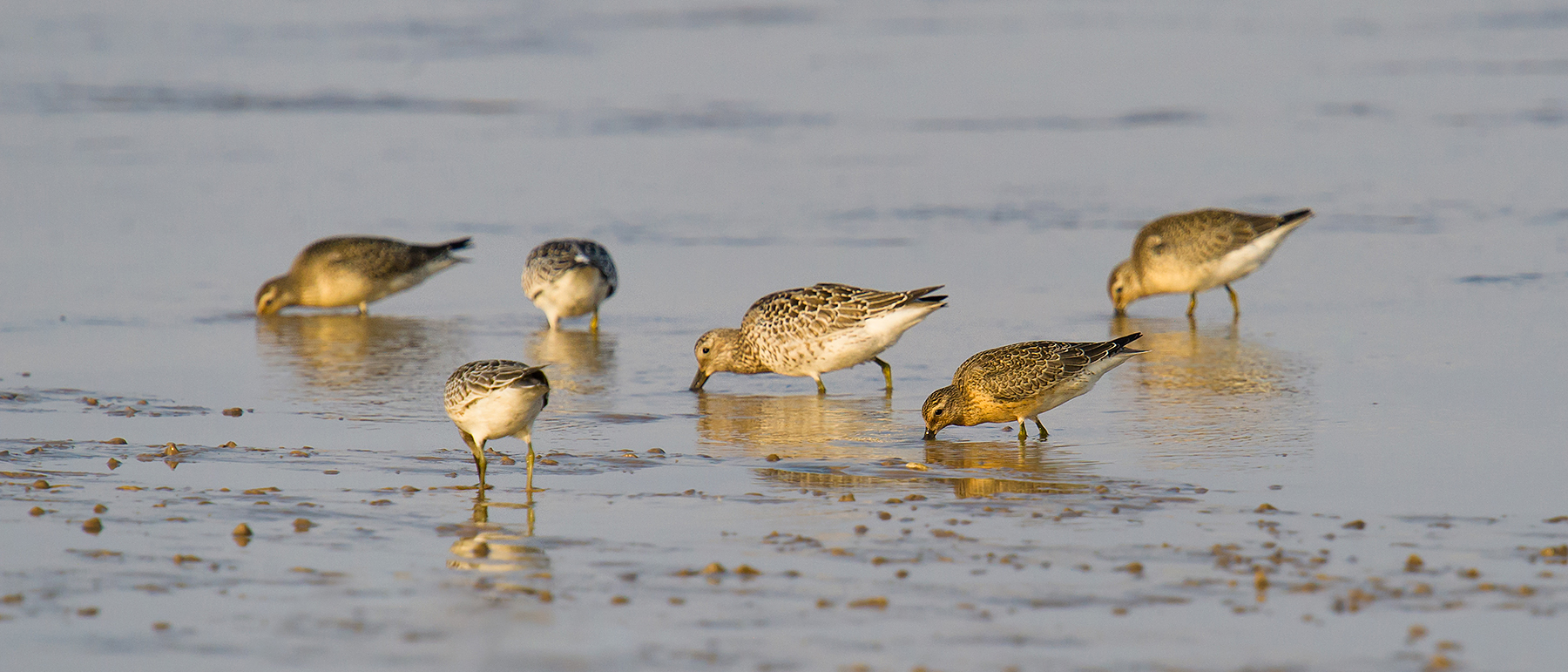 Red Knot with Great Knot