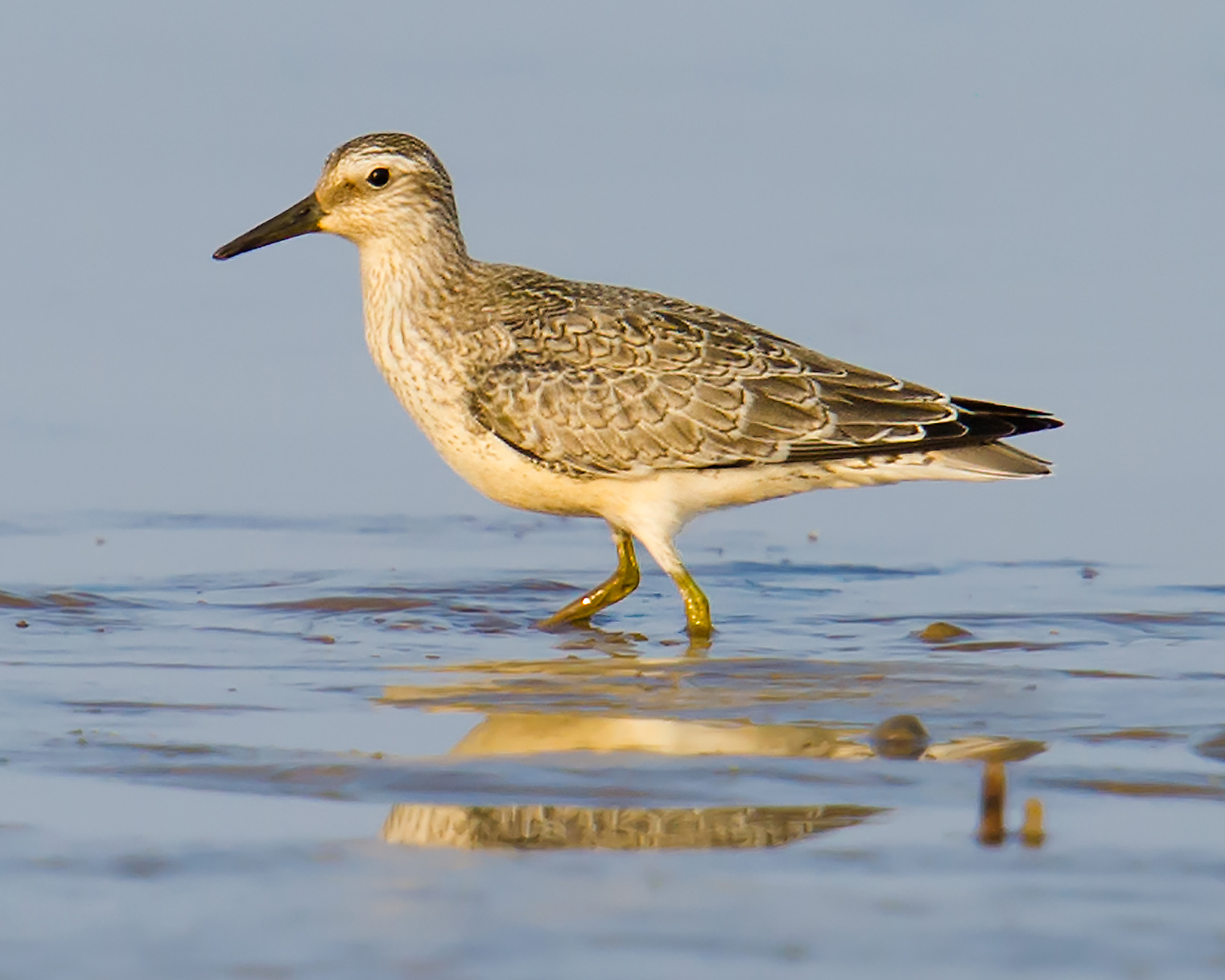 Red Knot