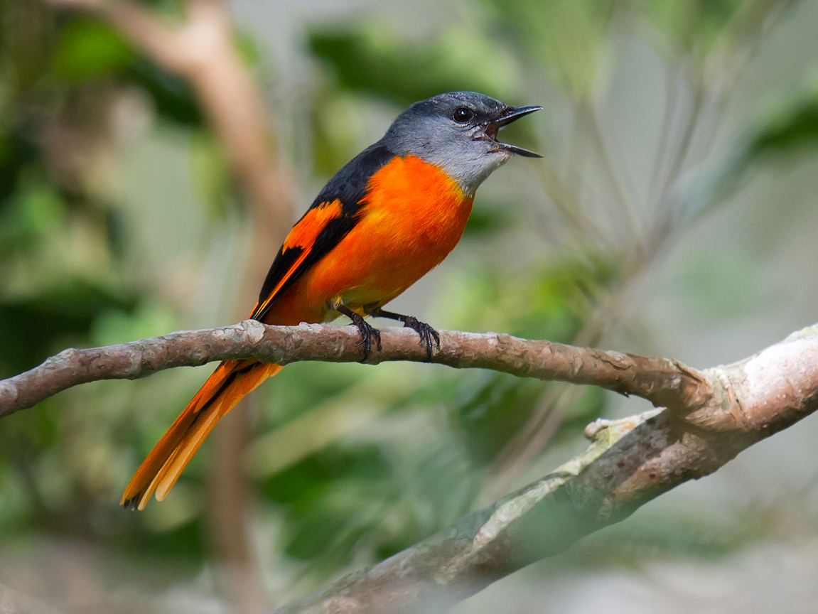 Grey-chinned Minivet