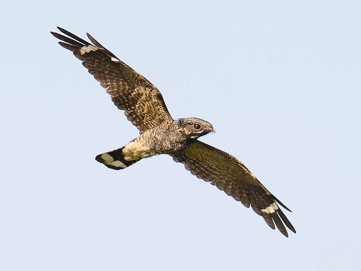 Grey Nightjar