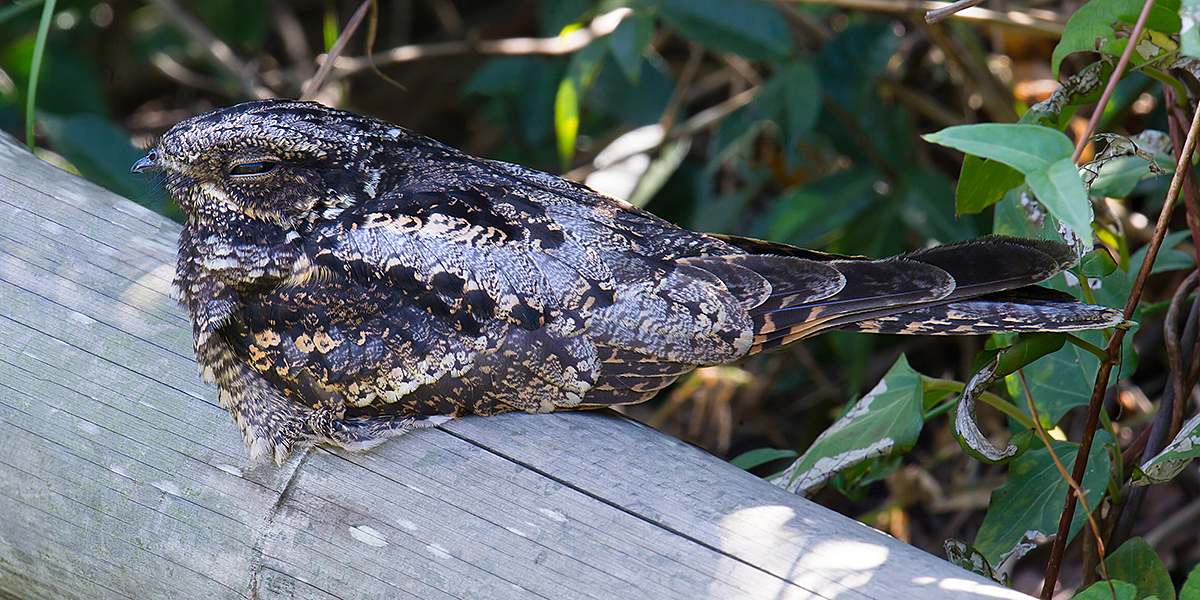 Grey Nightjar