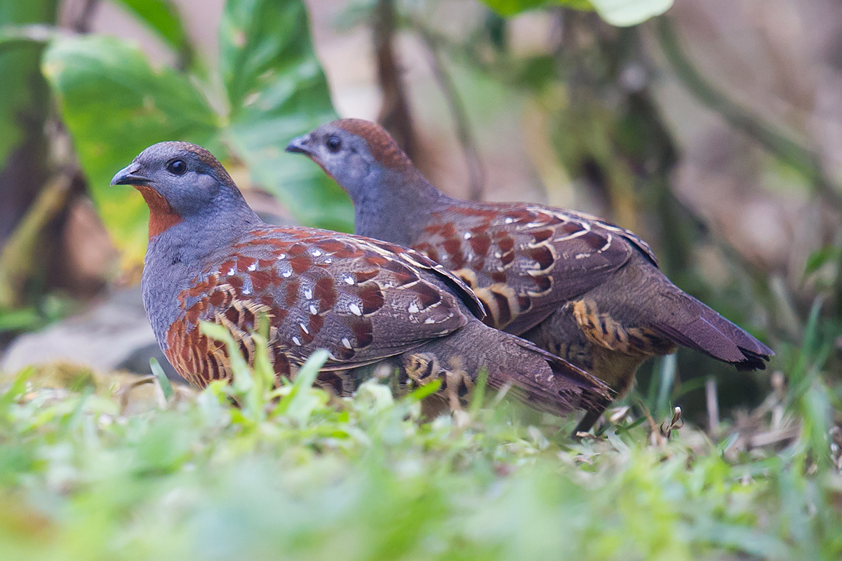 Taiwan Bamboo Partridge