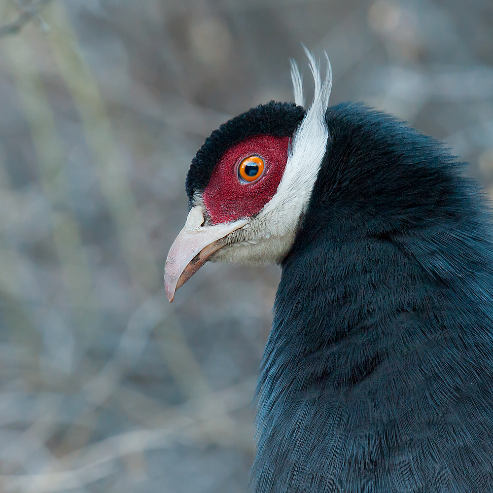 Brown Eared Pheasant