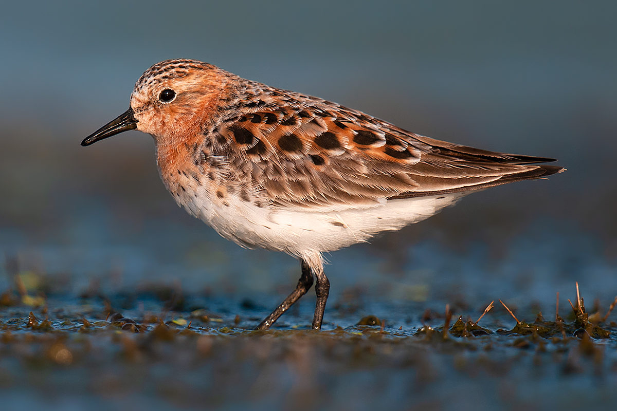 Red-necked Stint