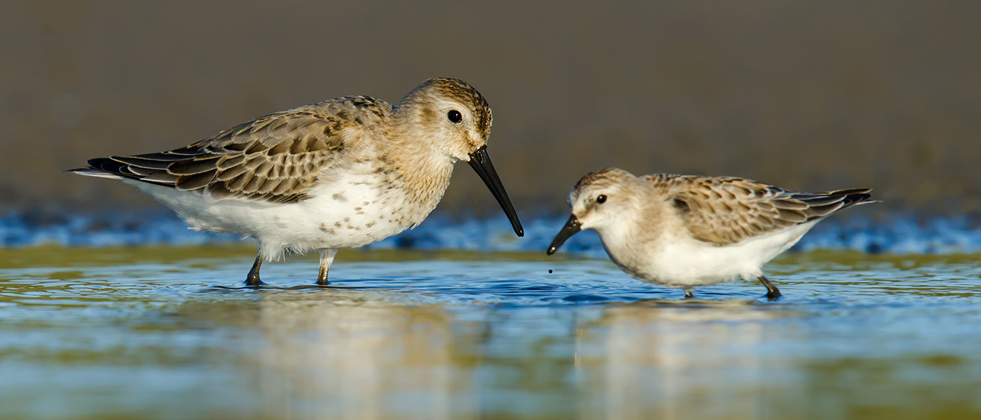 Broad-billed Sandpiper