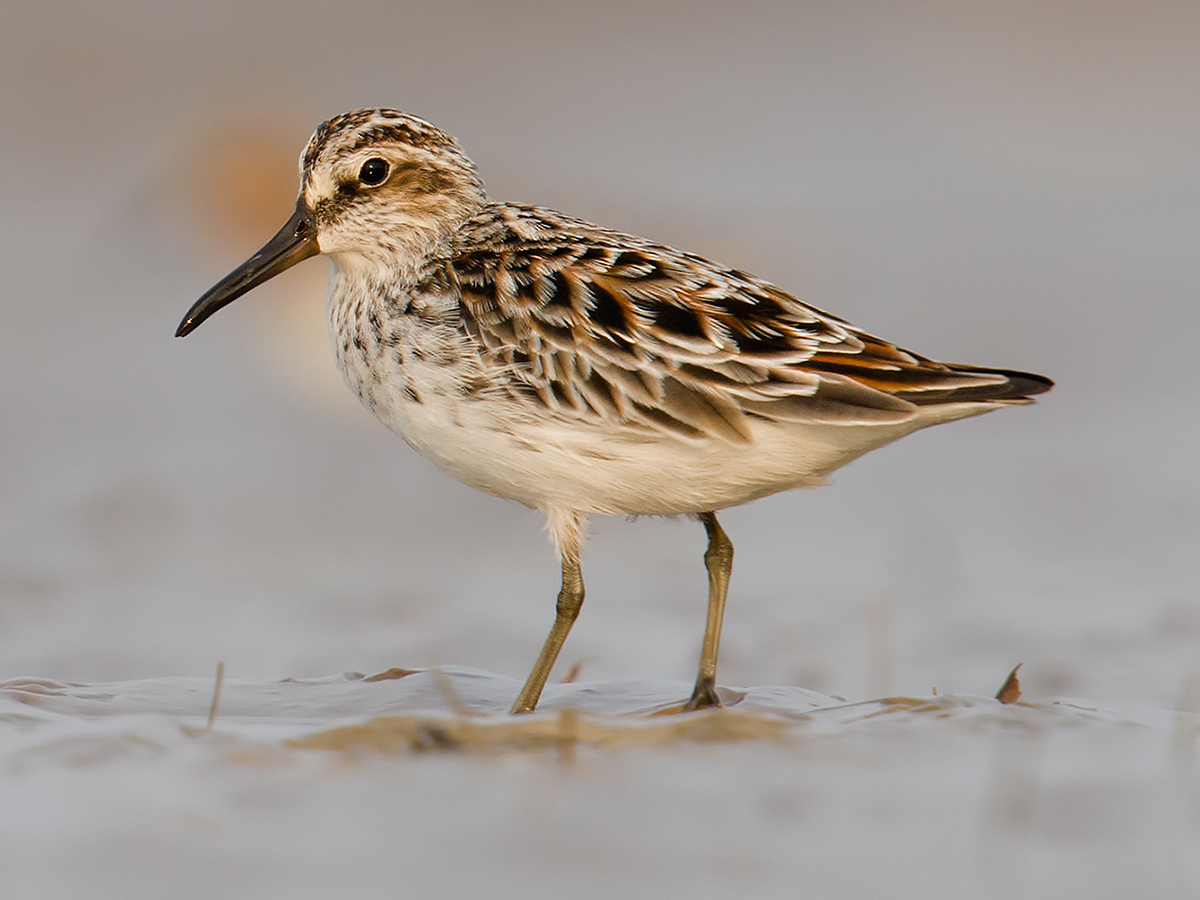 Broad-billed Sandpiper