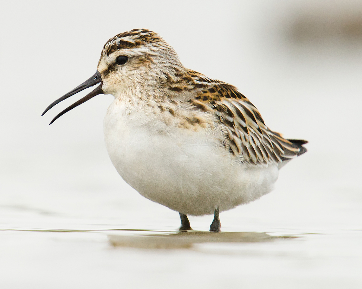 Broad-billed Sandpiper