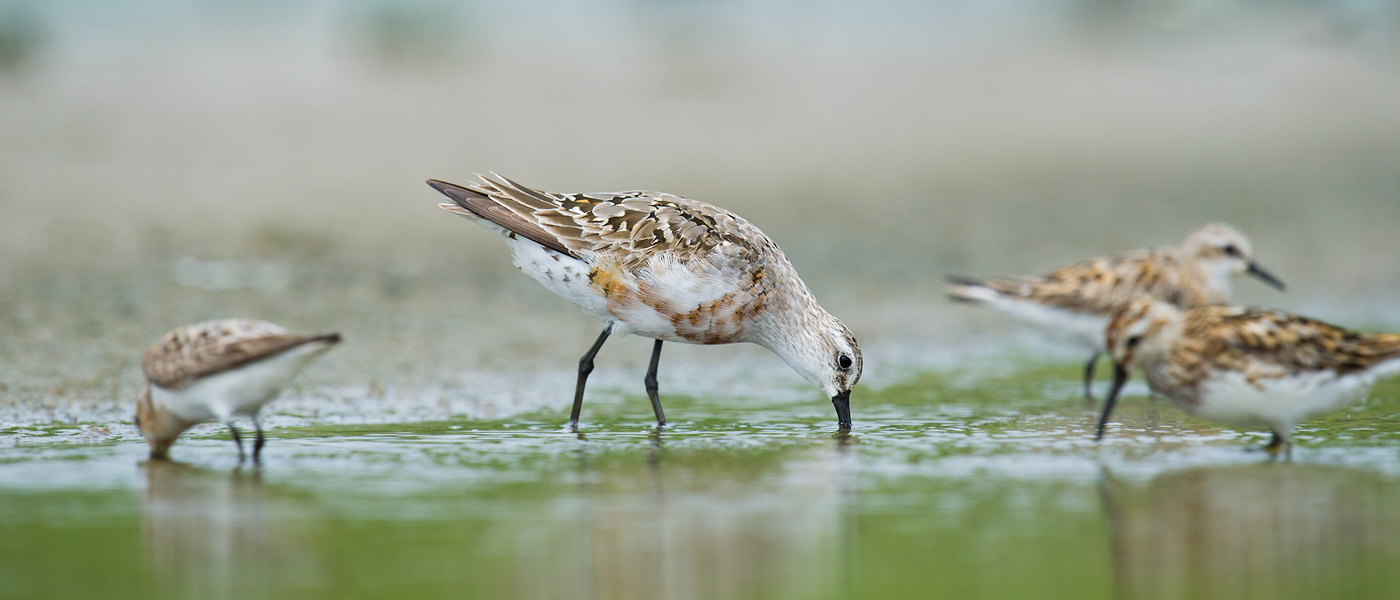 Curlew Sandpiper