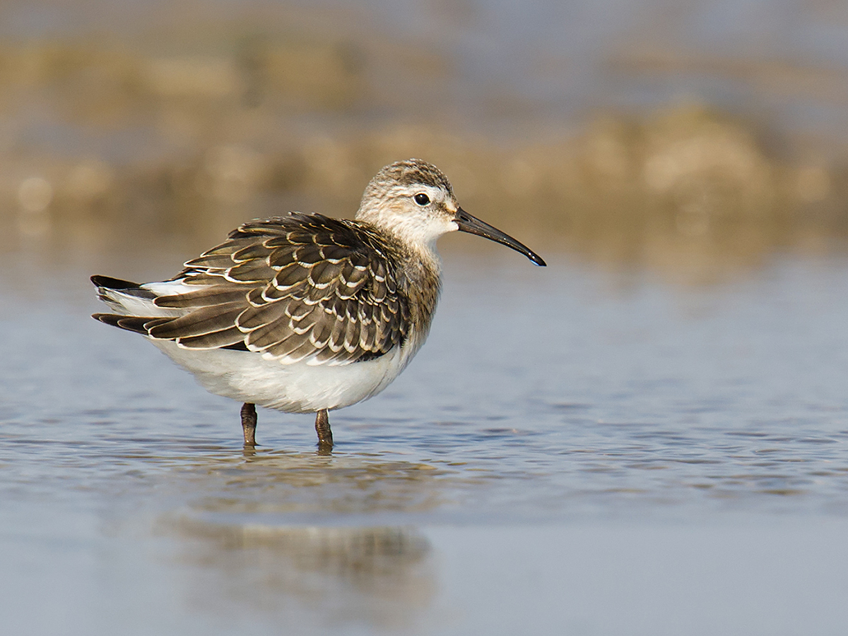 Curlew Sandpiper