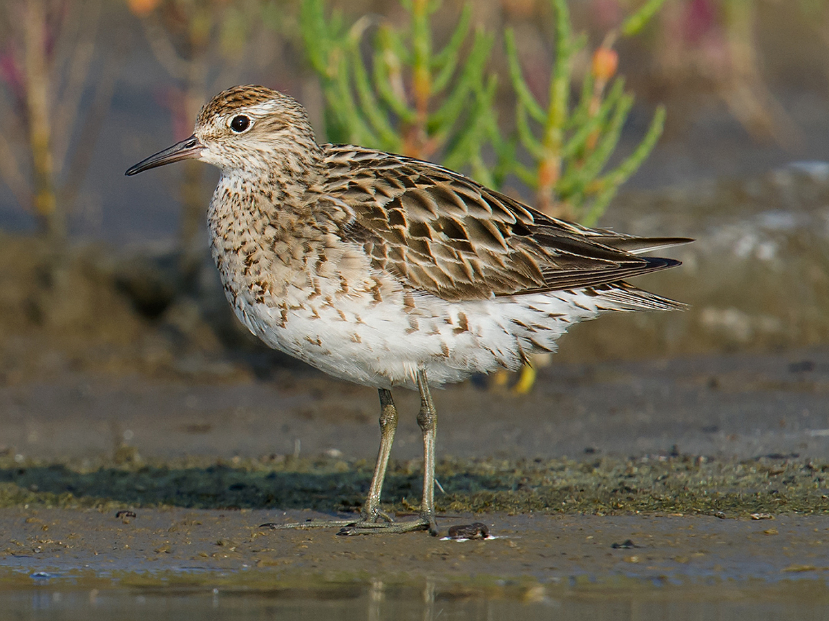 Sharp-tailed Sandpiper