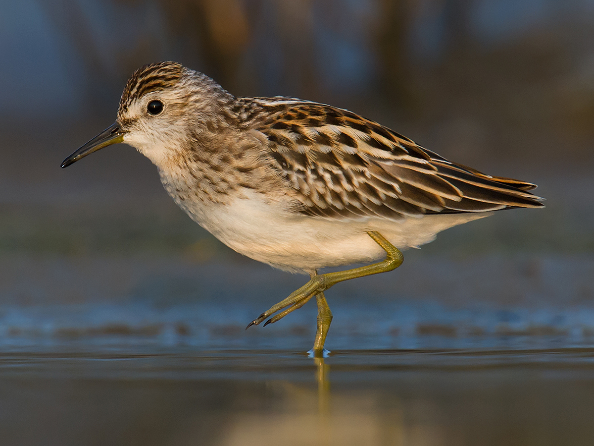 Long-toed Stint