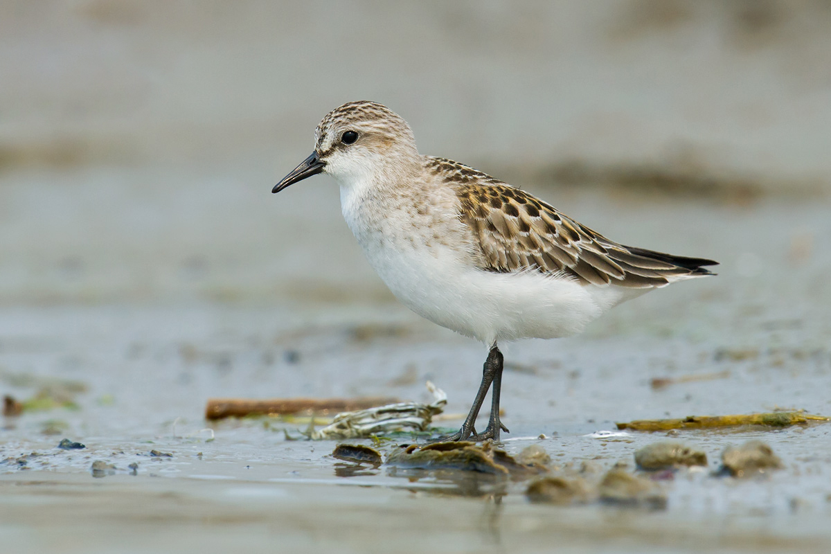 Red-necked Stint