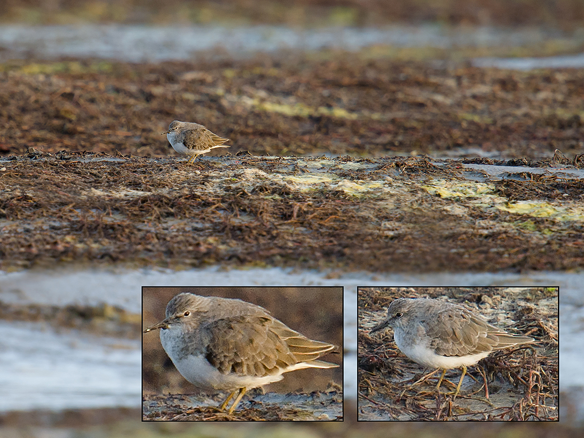 Temminck's Stint