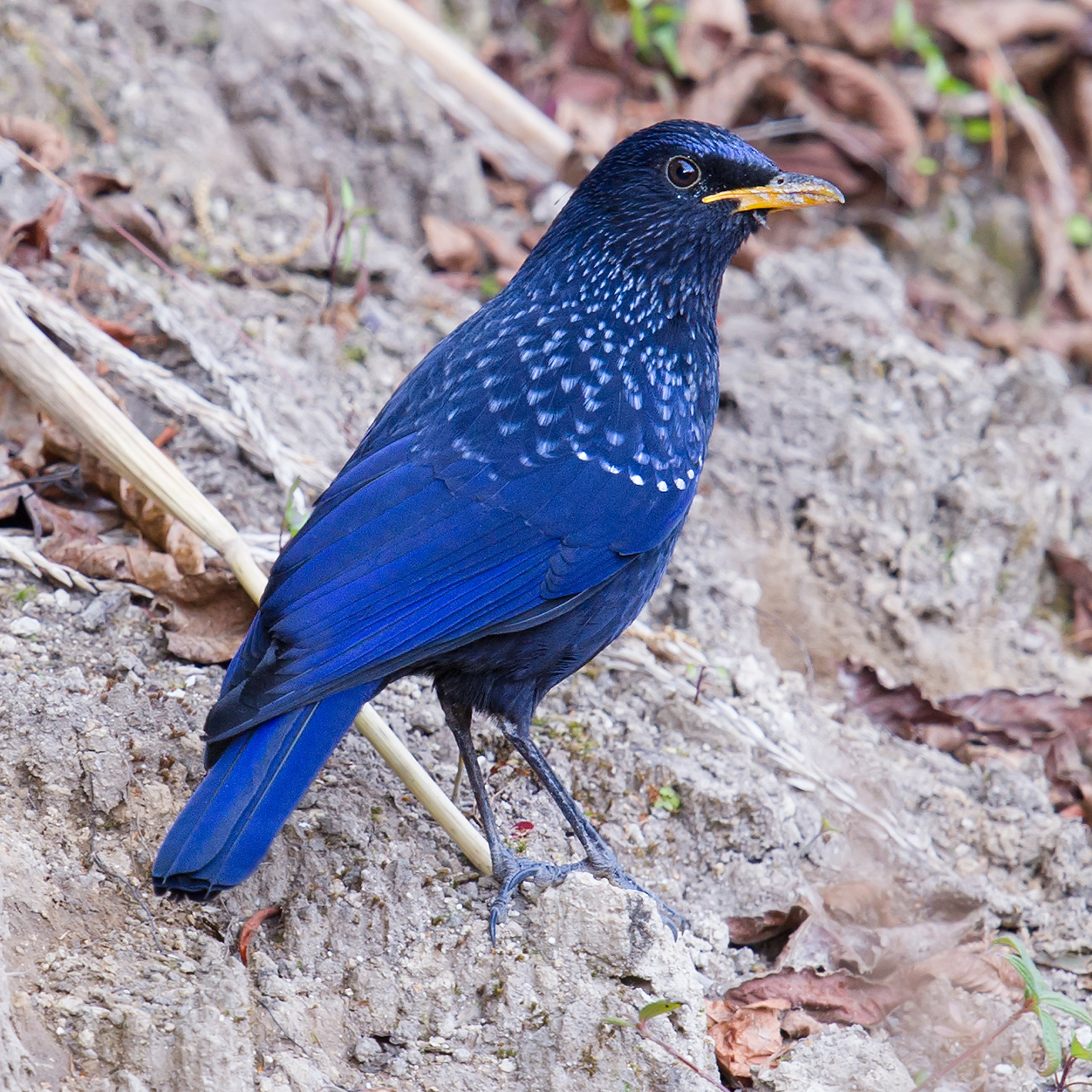 Blue Whistling Thrush