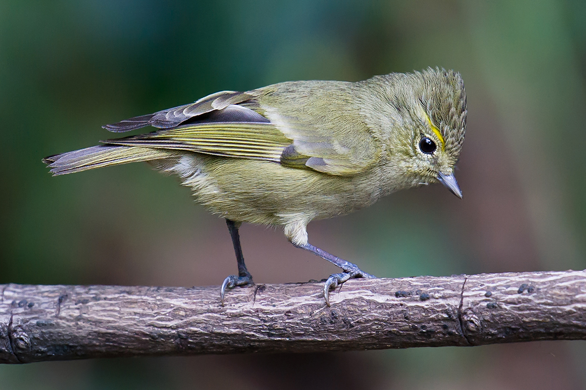 Yellow-browed Tit