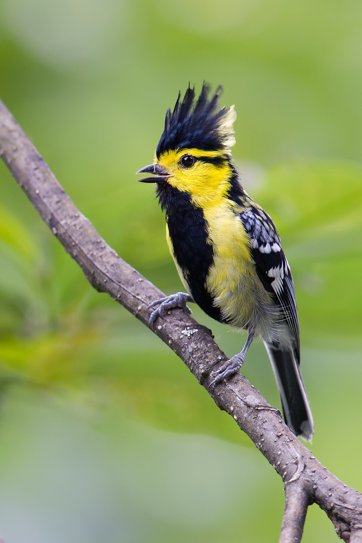 Yellow-cheeked Tit