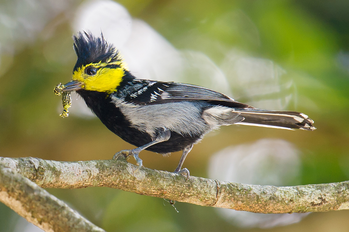 Yellow-cheeked Tit