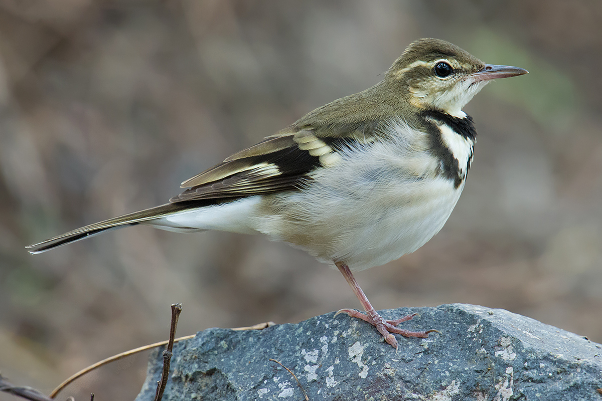 Forest Wagtail