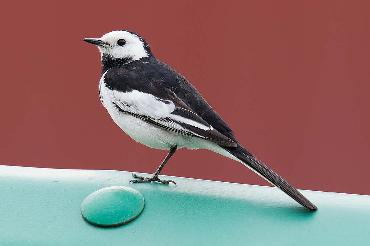 White Wagtail