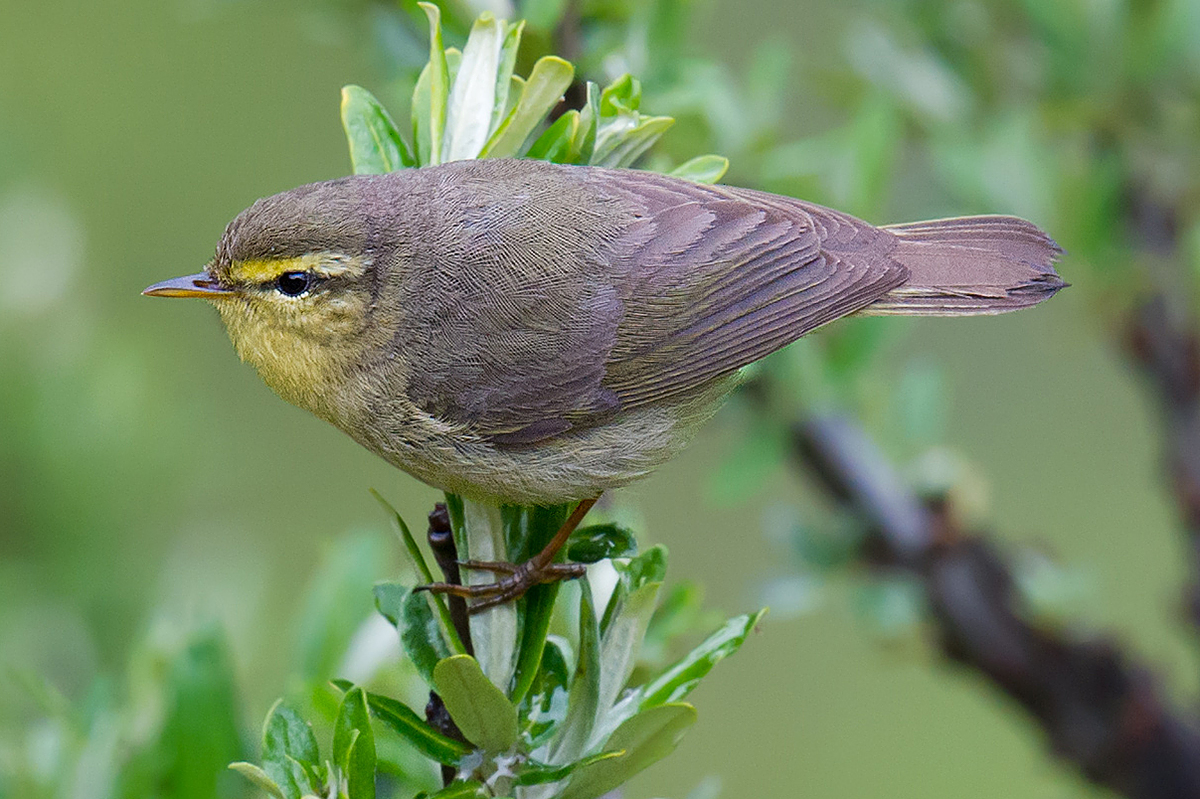 Alpine Leaf Warbler