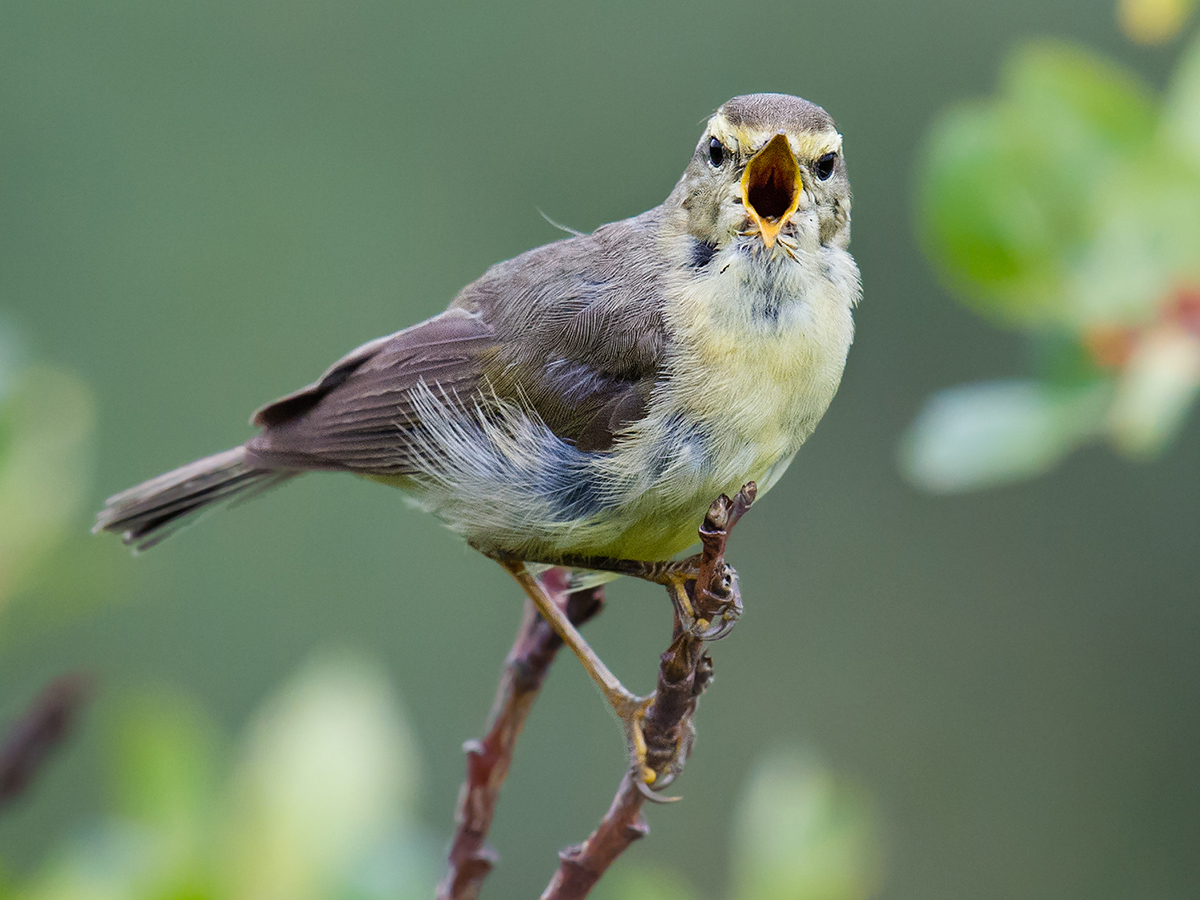 Alpine Leaf Warbler