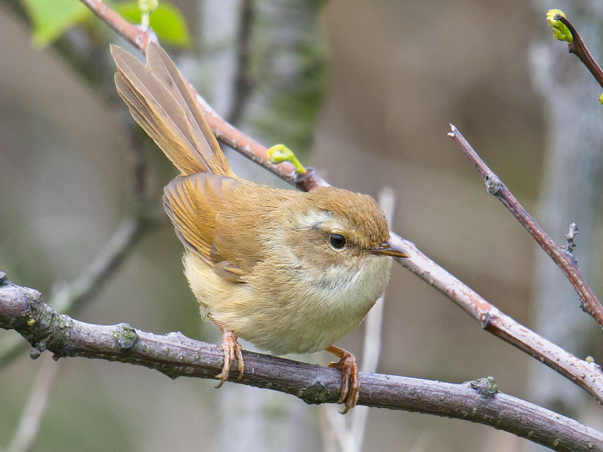 Brown-flanked Bush Warbler