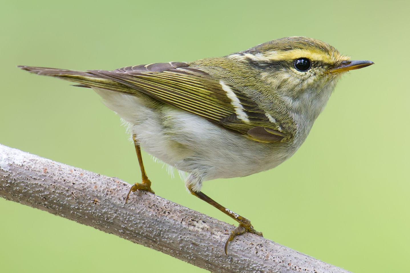 Pallas's Leaf Warbler