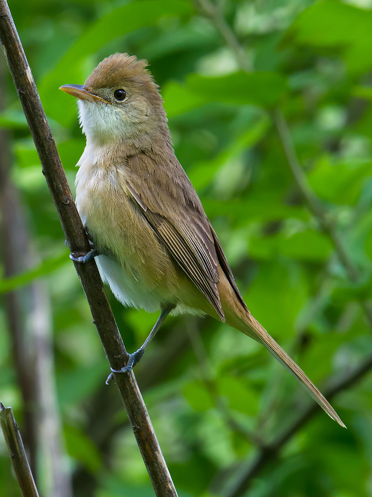 Thick-billed Warbler