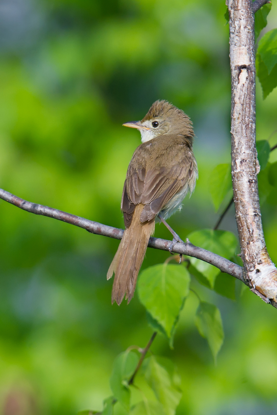 Thick-billed Warbler