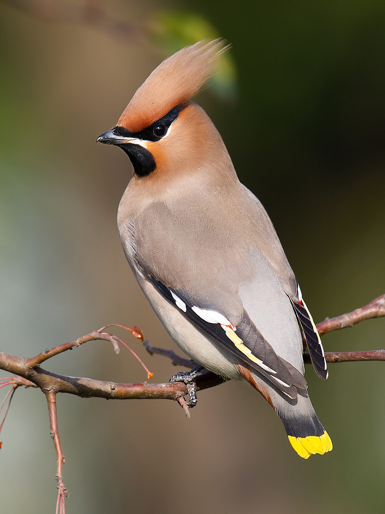 Bohemian Waxwing