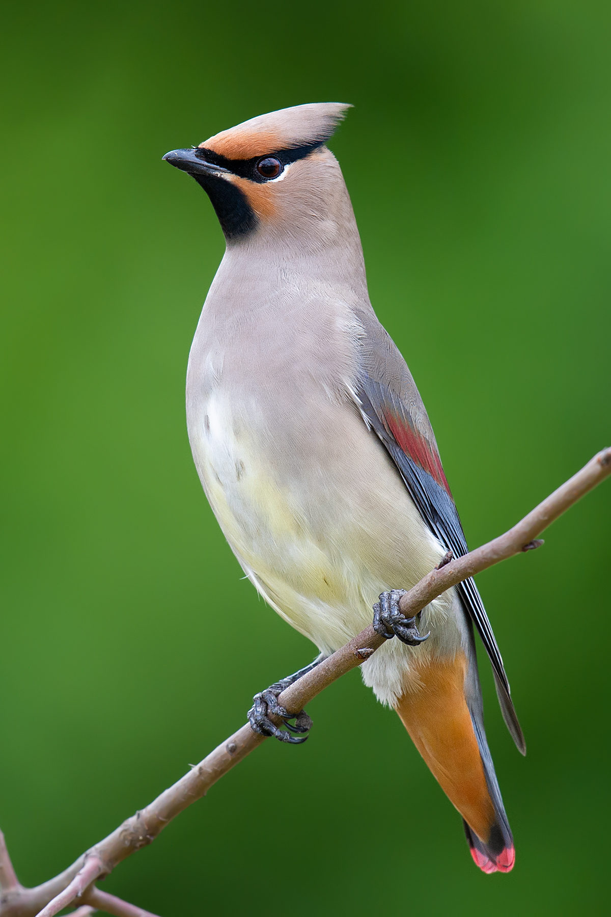 Japanese Waxwing