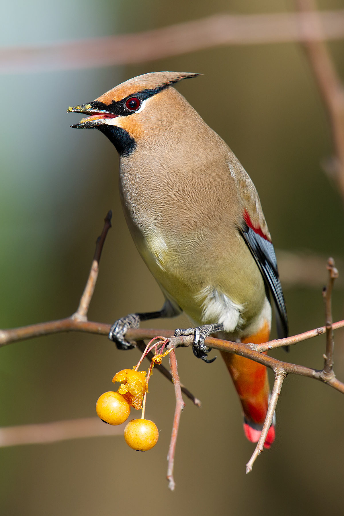 Japanese Waxwing