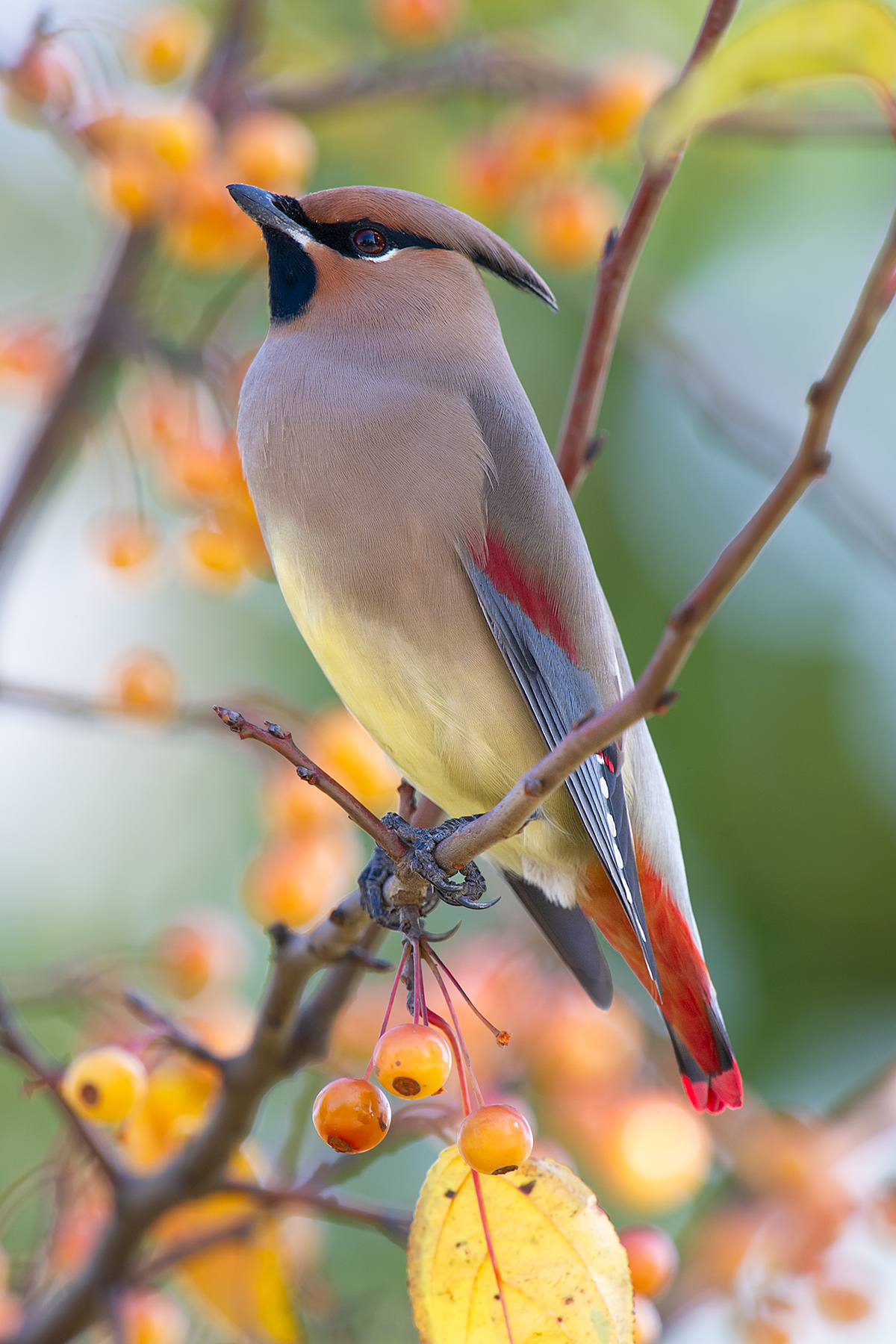 Japanese Waxwing