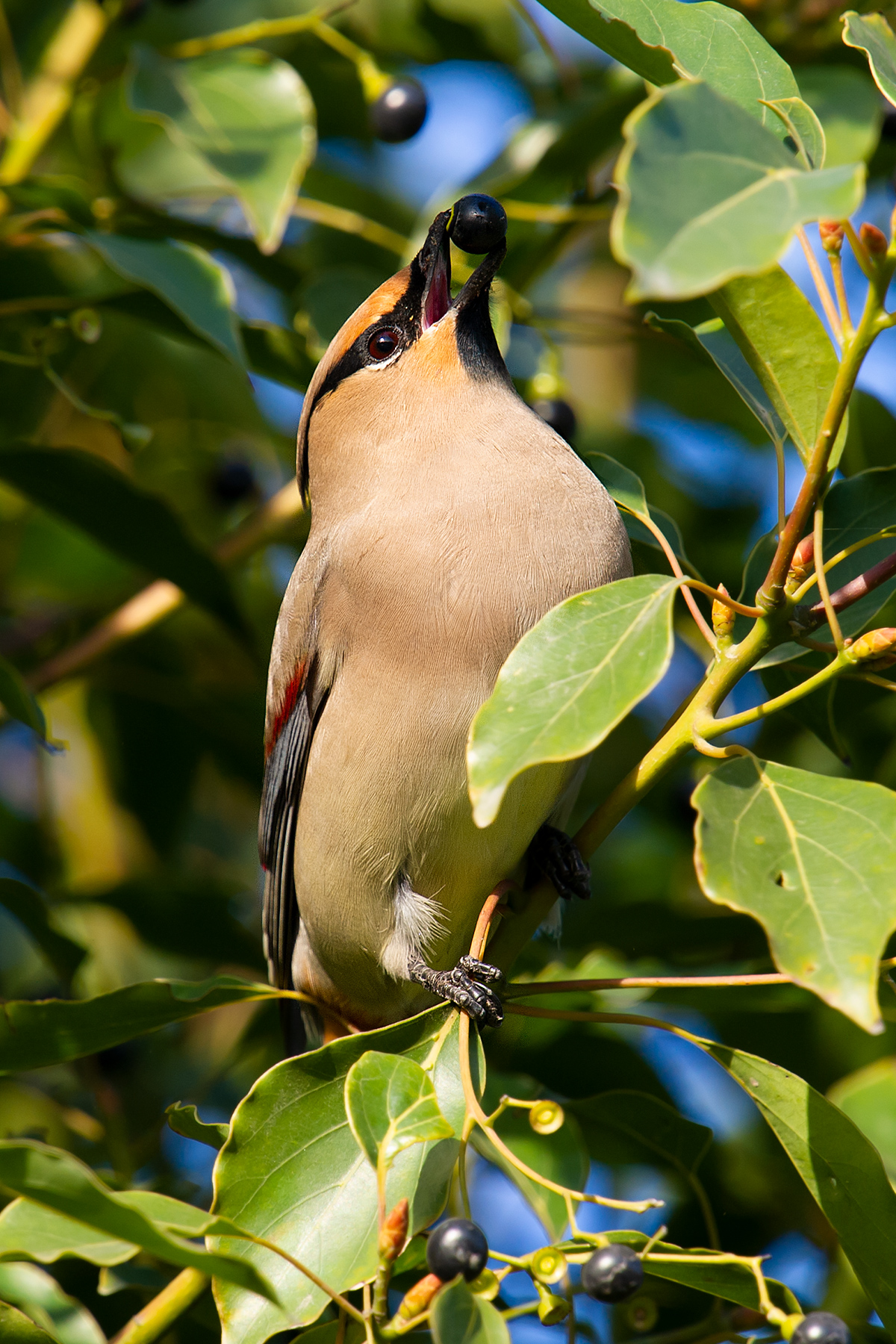 Japanese Waxwing