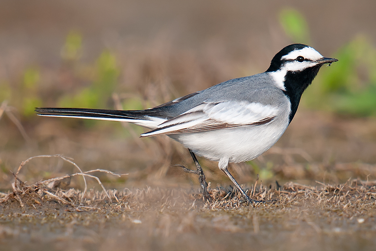 White Wagtail Motacilla alba ocularis