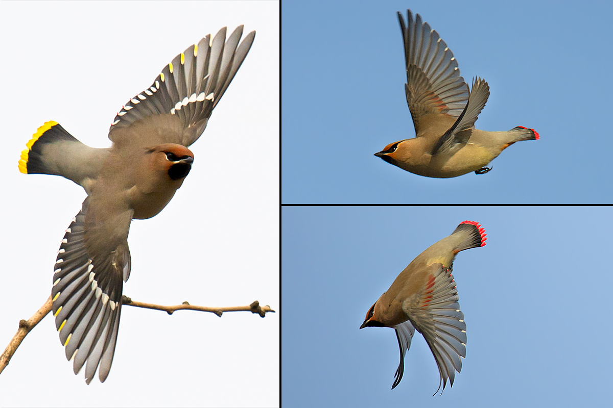 Waxwing Flight