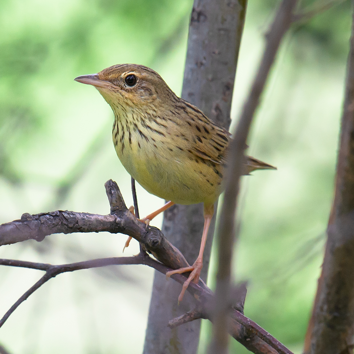 Lanceolated Warbler