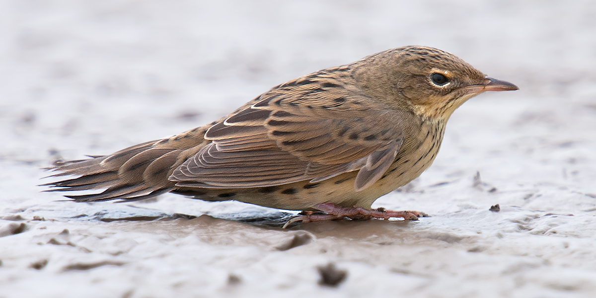 Lanceolated Warbler