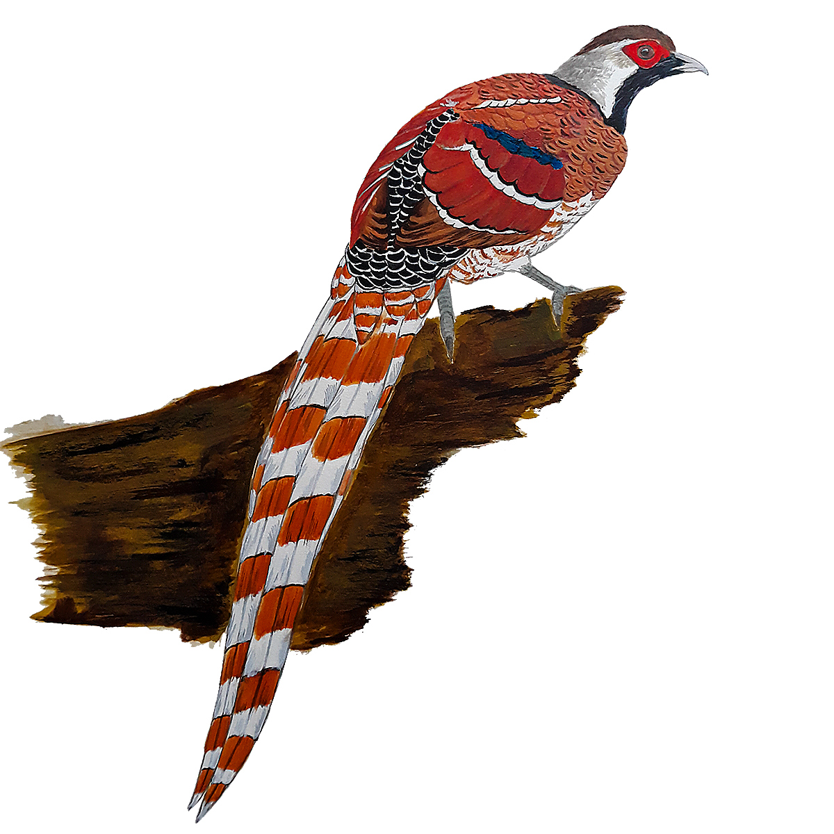 Elliot's Pheasant