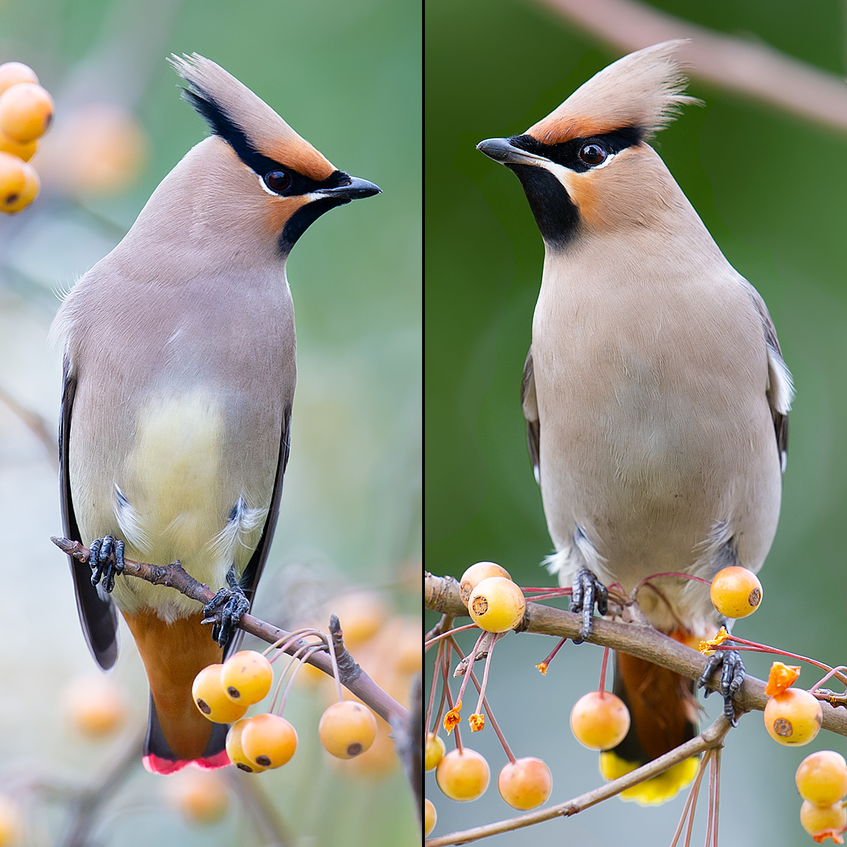 Waxwing Bellies