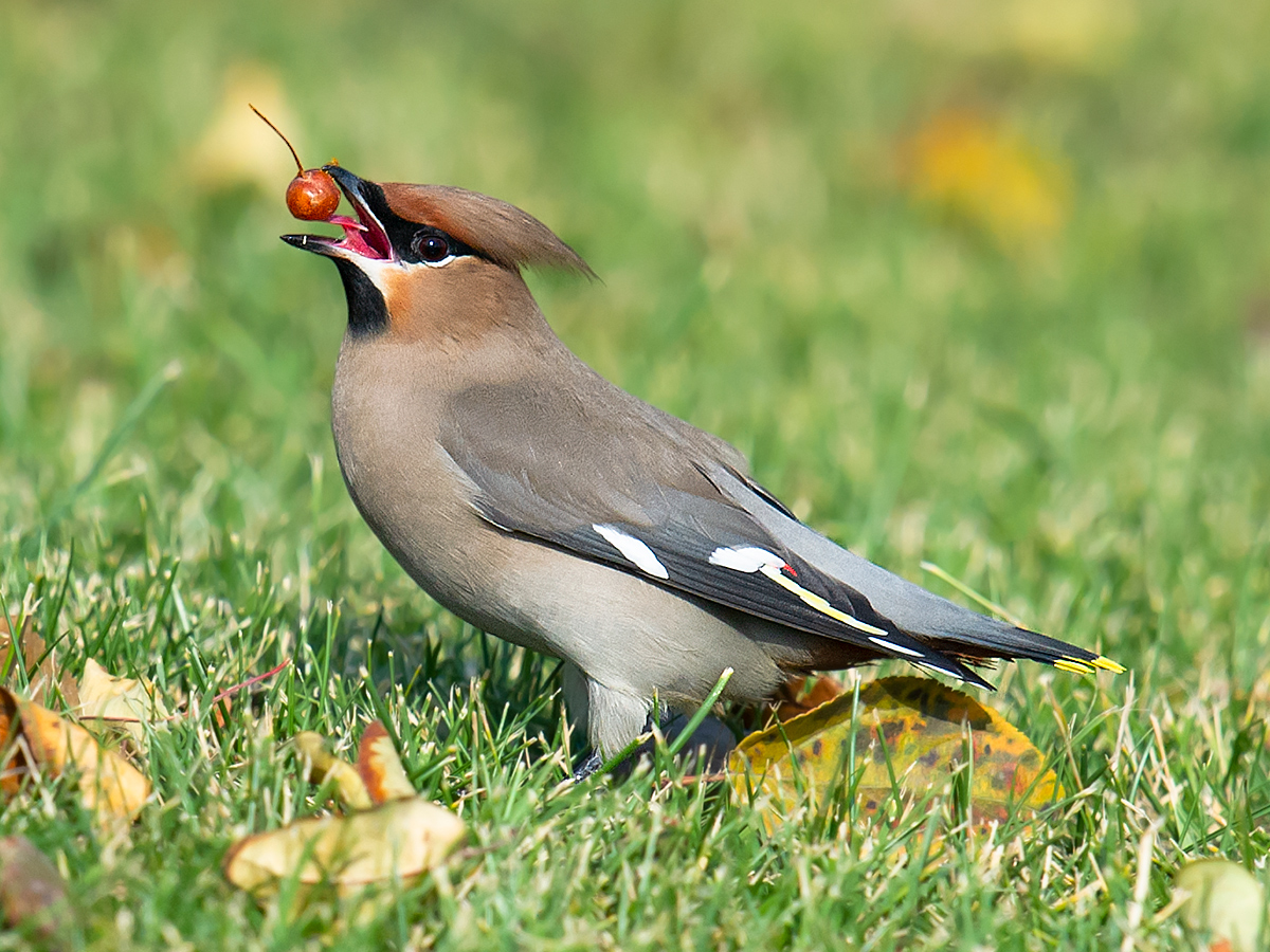 Bohemian Waxwing