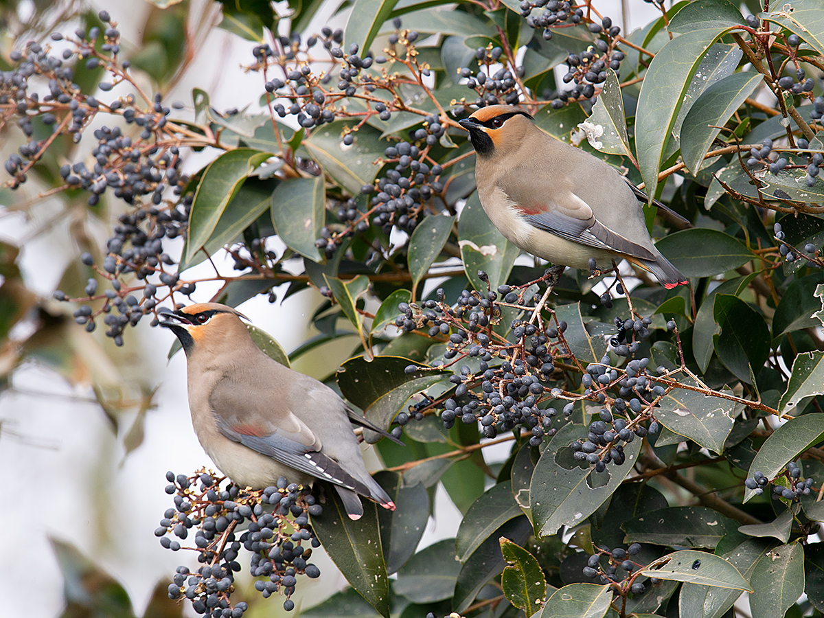 Japanese Waxwing