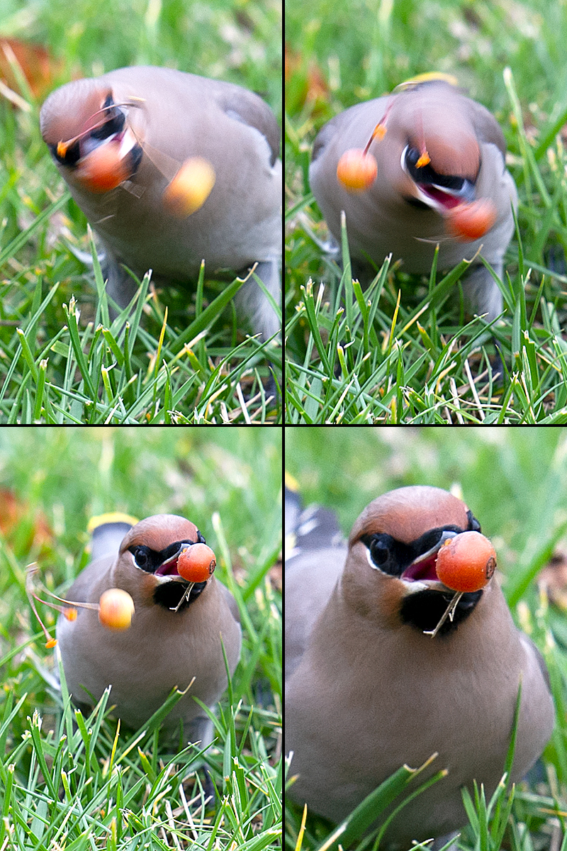 Waxwing Eating Berries