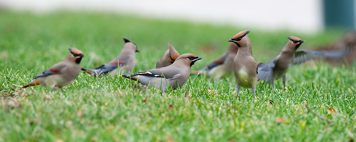 bohemian and japanese waxwing