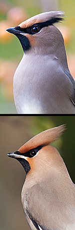 waxwing heads