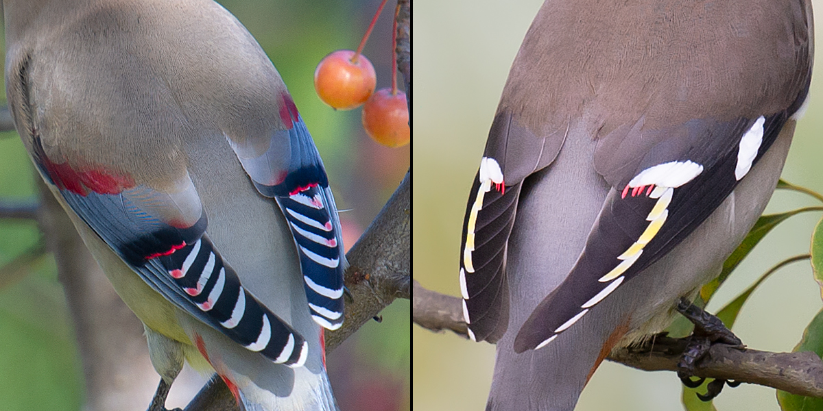 Waxwing Wings