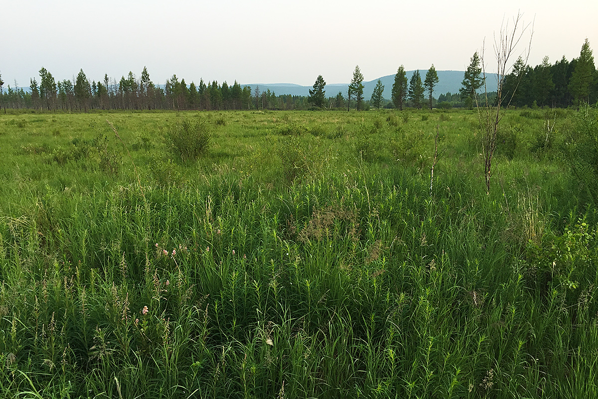 Baikal Bush Warbler habitat